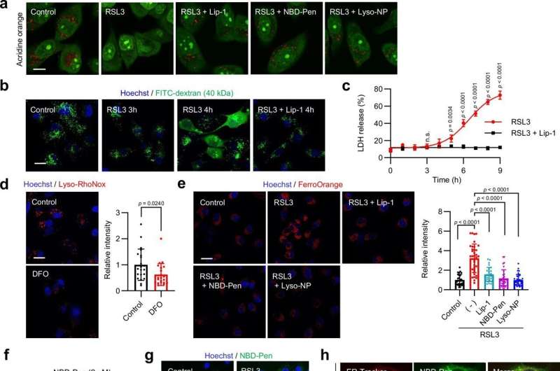 In iron-dependent cell death, lysosome destabilization is key