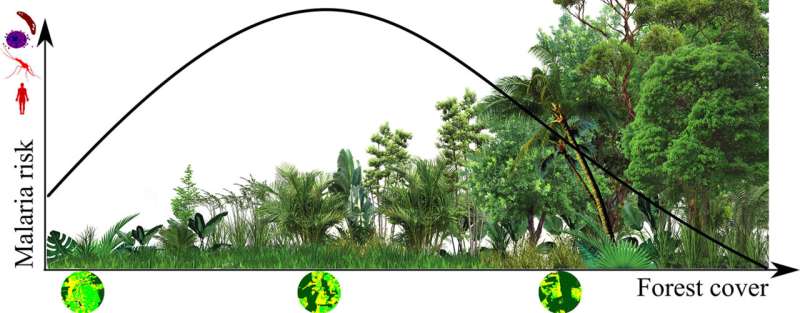 The risk of transmission decreases if deforestation is complete because the environment becomes inhospitable to the vector. It also decreases when the forest is restored to levels above 70%. Credit: Gabriel Laporta et al./Acta Tropica Malaria risk in the Amazon is higher in regions with intermediate forest degradation